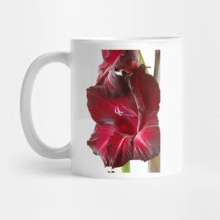 Gladiolus  'Black Surprise' Mug